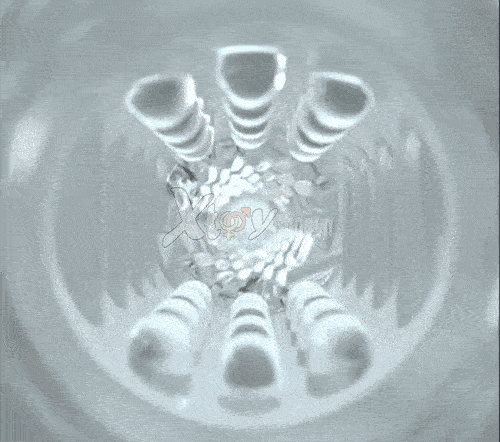 chim gia silicon trong suot